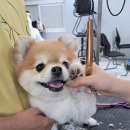 미래애견 이미지