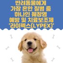 라이펙스 이미지