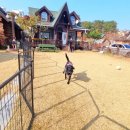 숲속마을독채펜션 이미지