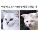 홍산예약국 | #주간일기 22년 6월 27일 ~ 7월 3일까지