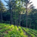 금식농장 이미지