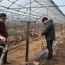 옹진군농업기술센터 이미지