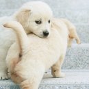 하얀강아지 이미지