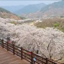 벚꽃축제 하동 십리벚꽃길(하동시장봄나물장터 ~ 하동차전시관) 이미지