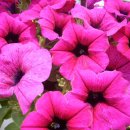 두꺼비농장 이미지