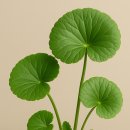 초록숲약국 이미지