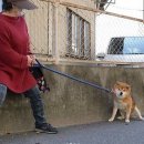 터프가이
