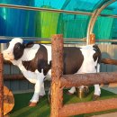 김포목장 이미지