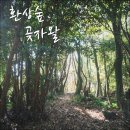 오시록 | 제주 곶자왈 환상숲 공원 독특한 기후 신비한 정글!