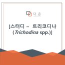 다온나과일