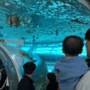 해군사관학교 박물관 | [부산, 영도] 돌아기랑 갈만한 곳 국립해양박물관 관람 후기 및 임시휴실 안내