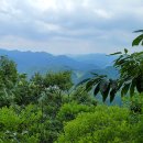 게으른 악어 이미지