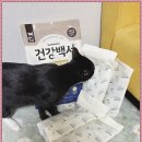 고양이 사료 브랜드 추천 헤어볼 설사까지 잡은 건강백서 후기
