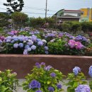 애견동화 | 애견동반 제주여행 (아일로사, 멜로우베이킹, 제주동화마을, 도토리숲 )
