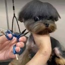 댕댕이 컷 이미지