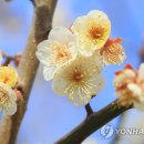 개화 이미지