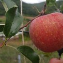 김호농장 | 청송사과 오두메농장 부사사과 잎따기