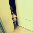 하트만 동물병원 이미지