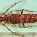 장수하늘소농장 이미지