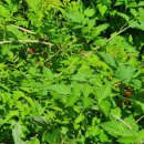 고비고개로 이미지