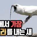 세상에서 가장 큰 소리를 내는 흰방울새 이미지