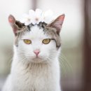 꽃냥이네 이미지