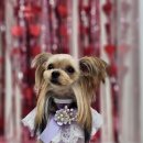 초롱이 애견 미용샵 이미지