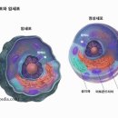 인체의 '정보-에너지장'(氣정보) 2 이미지