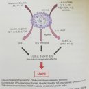 Re:히스타민 분해효소로 해결할 수 있는 자폐증 탐구 이미지