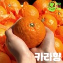 하귤 네이버블로그