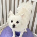 양정유치원 | 양정강아지호텔, 오직 강아지만을 위한 공간 : 맘바이 서면본점