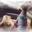 펫드라이브 이미지