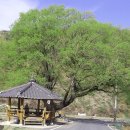 삼대1리마을회관 | 경북 고령 제석산