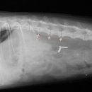 이윤권양한방동물병원 이미지