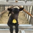 강원 염소 축산 이미지