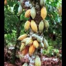 Theobroma(cacao) 이미지