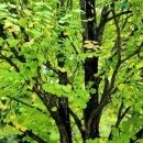 원주굽이길 원4코스 명봉산진달래길 이미지