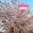 만석거 | 경기도 가볼만한곳 수원 벚꽃 명소 만석공원 벚꽃 나들이 후기