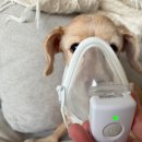 유아약품 | 강아지네블라이저 티지 유아 핸즈프리 열탕소독가능 사용후기