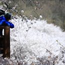 십리벚꽃길 이미지