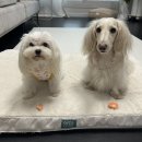 무릎냥이동동이네 - 김해시 장등로 15 | 강아지 고양이 사료소분봉투 추천 무릎냥이 동동이네 은박지퍼백스탠드