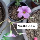 사랑초 브로큰컬러 헌터스문 아레나리아 이미지