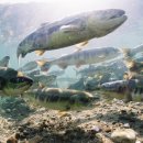 연어로만 이미지