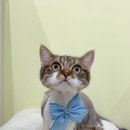 미야옹실 이미지