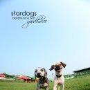 스타독스 이미지