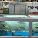 중마활어 - 7519 | 중마활어