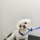 댕바이미 이미지