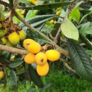 비파농장 이미지