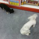 펫클럽 오산점 이미지