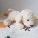 향기나는 강아지 이미지